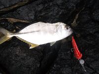 Лицензия и рыбалка с берега в Фуджейре