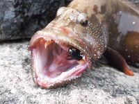 Лицензия и рыбалка с берега в Фуджейре