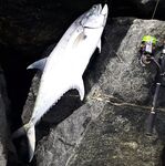 Береговая рыбалка в Шардже и немного удачи