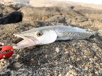 Рыбалка в Рас-Аль-Хайме на искусственном острове