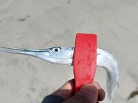 Шарджа: заброшенный пляж, утренний скат и отводной