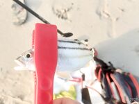 Шарджа: заброшенный пляж, утренний скат и отводной