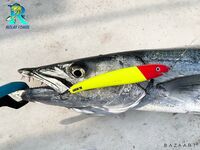 Живец с «корабля» во Фуджейре, радужник на 25 г и барракуда на обратном