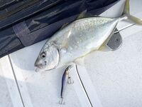 Новые цвета приманок в ОАЭ: проверка на воде