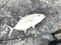 Вечерний мол: тревалли на вертушку Дубай Марина