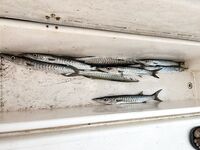 Котлы квина в Дубае и 22 махи до 10:30 во Фуджейре — морская рыбалка удалась