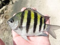 Возвращение с Кубы: Варадеро, Hanabanilla и море