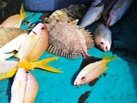 Комплект для Чавенга на Самуи: Seven 1–10 г и Gekkabijin