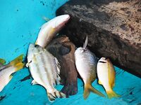 Комплект для Чавенга на Самуи: Seven 1–10 г и Gekkabijin