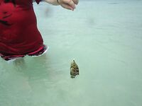 Комплект для Чавенга на Самуи: Seven 1–10 г и Gekkabijin