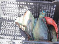 По Мексике от друга - по рыбе всё отлично