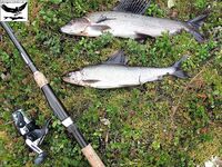 Хариус со сбиролино 20 г: мыс, трофей 46 см и выводы