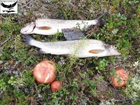 Хариус со сбиролино 20 г: мыс, трофей 46 см и выводы