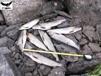 Хариус со сбиролино 20 г: мыс, трофей 46 см и выводы