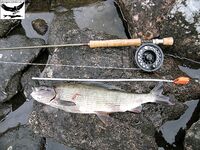 Хариус, Vakkakoski: первый 30+, потом «полтинник» на нахлыст