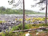 Хариус, Vakkakoski: первый 30+, потом «полтинник» на нахлыст