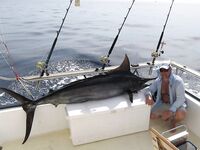 Пхукет: профессиональная морская рыбалка 30-45 тыс в день