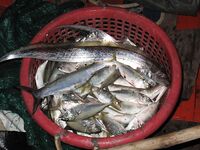 Самуи с местными: лодка за копейки и море рядом