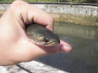 Карон, канал у пляжа на Пхукете: змееголовы с 6 до 10