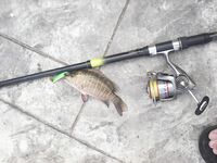 Карон, канал у пляжа на Пхукете: змееголовы с 6 до 10