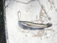 Карон, канал у пляжа на Пхукете: змееголовы с 6 до 10