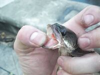 Карон, канал у пляжа на Пхукете: змееголовы с 6 до 10