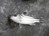 Карон, канал у пляжа на Пхукете: змееголовы с 6 до 10