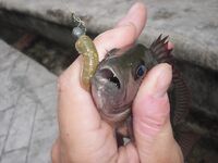 Карон, канал у пляжа на Пхукете: змееголовы с 6 до 10