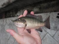 Карон, канал у пляжа на Пхукете: змееголовы с 6 до 10