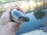 Карон, канал у пляжа на Пхукете: змееголовы с 6 до 10