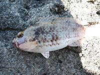 Ловля в Фалираках: грузило у крючка, хлеб и бортовые