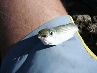 Ловля в Фалираках: грузило у крючка, хлеб и бортовые