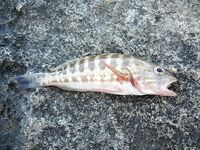 Ловля в Фалираках: грузило у крючка, хлеб и бортовые