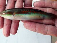 Две недели Фалираки: груз у крючка, хлеб и уха