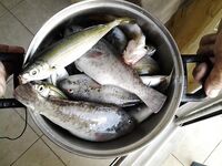 Фалираки, Энтони Куинн: морская рыбалка 3 часа на креветку, около 3 кг