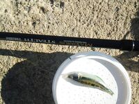 Морской поплавок на Родосе: 15 г и опарыш, новая публика