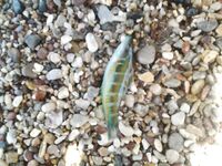 Морской поплавок на Родосе: 15 г и опарыш, новая публика