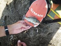 Последний день на Родосе: камбала, скарус и «болото» у моря