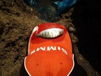 Последний день на Родосе: камбала, скарус и «болото» у моря