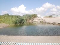 Последний день на Родосе: камбала, скарус и «болото» у моря