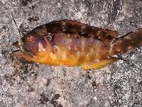 Итоги рыбалки на Родосе 17-30 августа: бомбарда и отводной