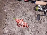 Итоги рыбалки на Родосе 17-30 августа: бомбарда и отводной