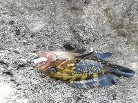 Итоги рыбалки на Родосе 17-30 августа: бомбарда и отводной