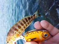 Пара кадров с Родоса: берег и ясная вода