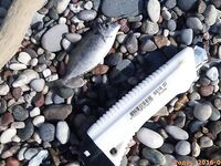 Родос, июль: поплавок 9 г, сосиска и «облада» под маской