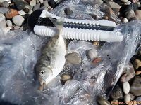 Родос, июль: поплавок 9 г, сосиска и «облада» под маской