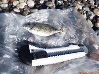 Родос, июль: поплавок 9 г, сосиска и «облада» под маской