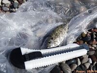 Родос, июль: поплавок 9 г, сосиска и «облада» под маской