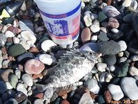 Родос, июль: поплавок 9 г, сосиска и «облада» под маской