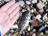 Родос, июль: поплавок 9 г, сосиска и «облада» под маской